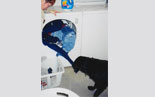 black_dog_doing_laundry-jpg